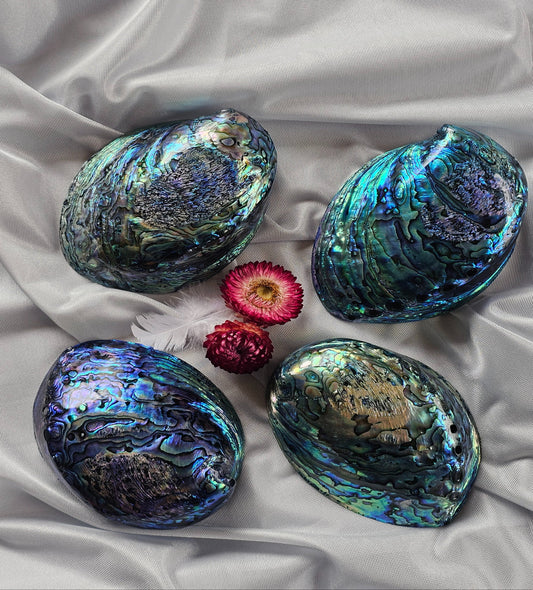 Pāua Shell (Abalone) - Smudging Vessel